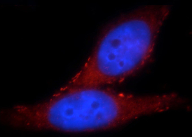 Immunofluorescent analysis of HepG2 cells, using SLITRK6 antibody Catalog No:115360 at 1:25 dilution and Rhodamine-labeled goat anti-rabbit IgG (red). Blue pseudocolor = DAPI (fluorescent DNA dye).