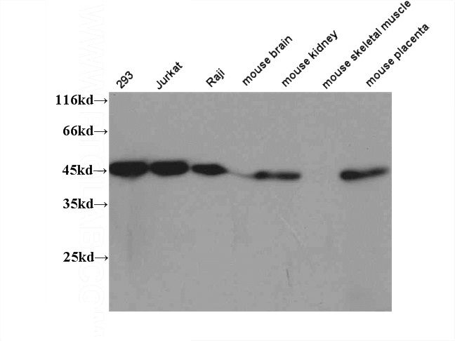 WB results of Catalog No:114887(RPL3 antibody) on several lysates.