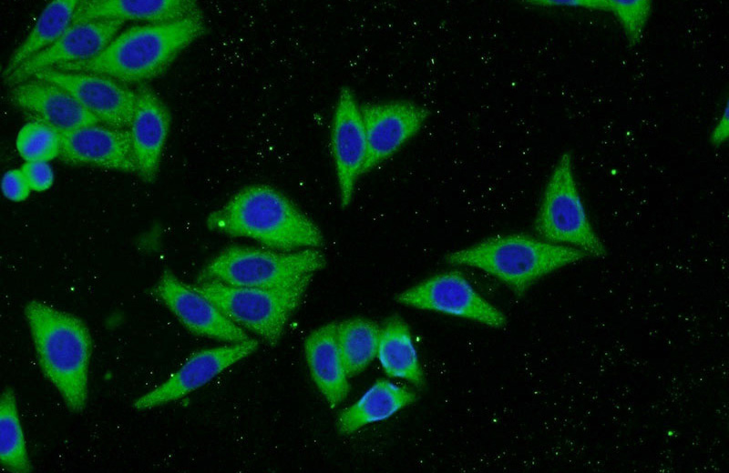 Immunofluorescent analysis of HepG2 cells using Catalog No:111682(IGF2R-Specific Antibody) at dilution of 1:50 and Alexa Fluor 488-congugated AffiniPure Goat Anti-Rabbit IgG(H+L)