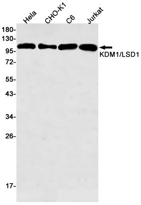 Western blot detection of KDM1/LSD1 in Hela,CHO-K1,C6,Jurkat cell lysates using KDM1/LSD1 Rabbit pAb(1:500 diluted).Predicted band size:93kDa.Observed band size:110kDa.
