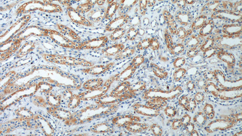Immunohistochemistry of paraffin-embedded human kidney tissue slide using Catalog No:108395(B4GALT4 Antibody) at dilution of 1:200 (under 10x lens).