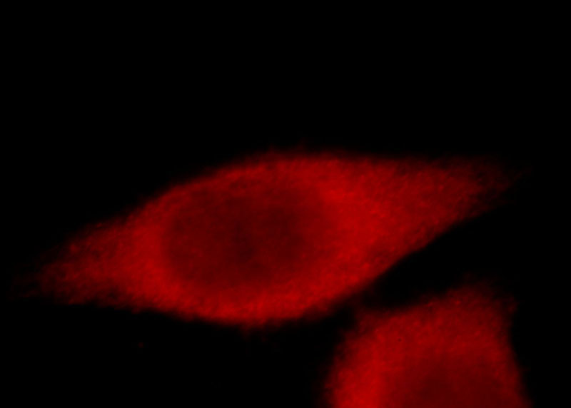 Immunofluorescent analysis of Hela cells, using TCP1 antibody Catalog No:115915 at 1:25 dilution and Rhodamine-labeled goat anti-rabbit IgG (red).