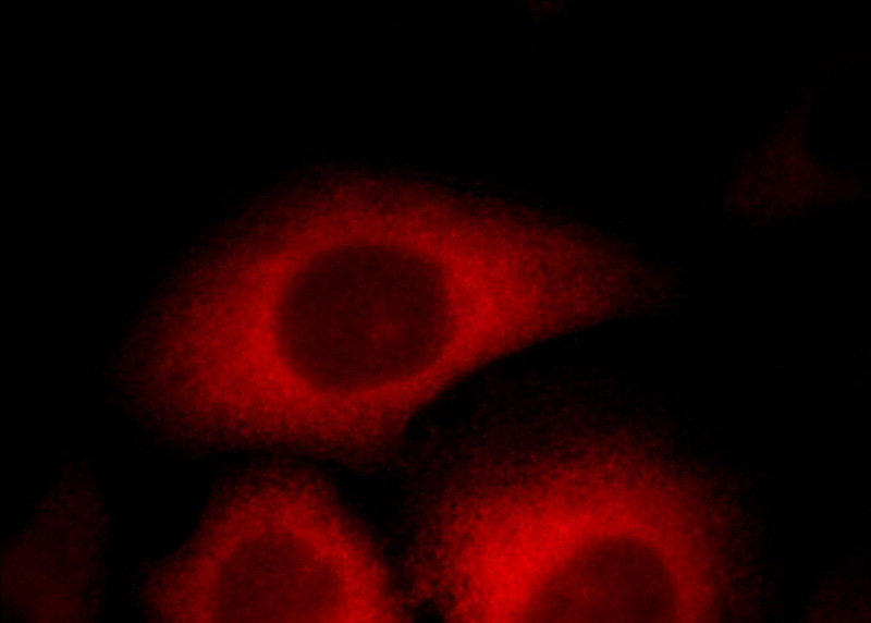 Immunofluorescent analysis of HepG2 cells, using TPD52L2 antibody Catalog No:116262 at 1:25 dilution and Rhodamine-labeled goat anti-rabbit IgG (red).