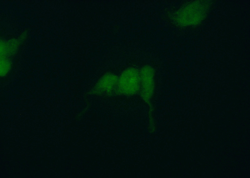 Immunofluorescent analysis of (10% Formaldehyde) fixed HEK-293 cells using Catalog No:112233(LIN28B Antibody) at dilution of 1:50 and Alexa Fluor 488-congugated AffiniPure Goat Anti-Rabbit IgG(H+L)
