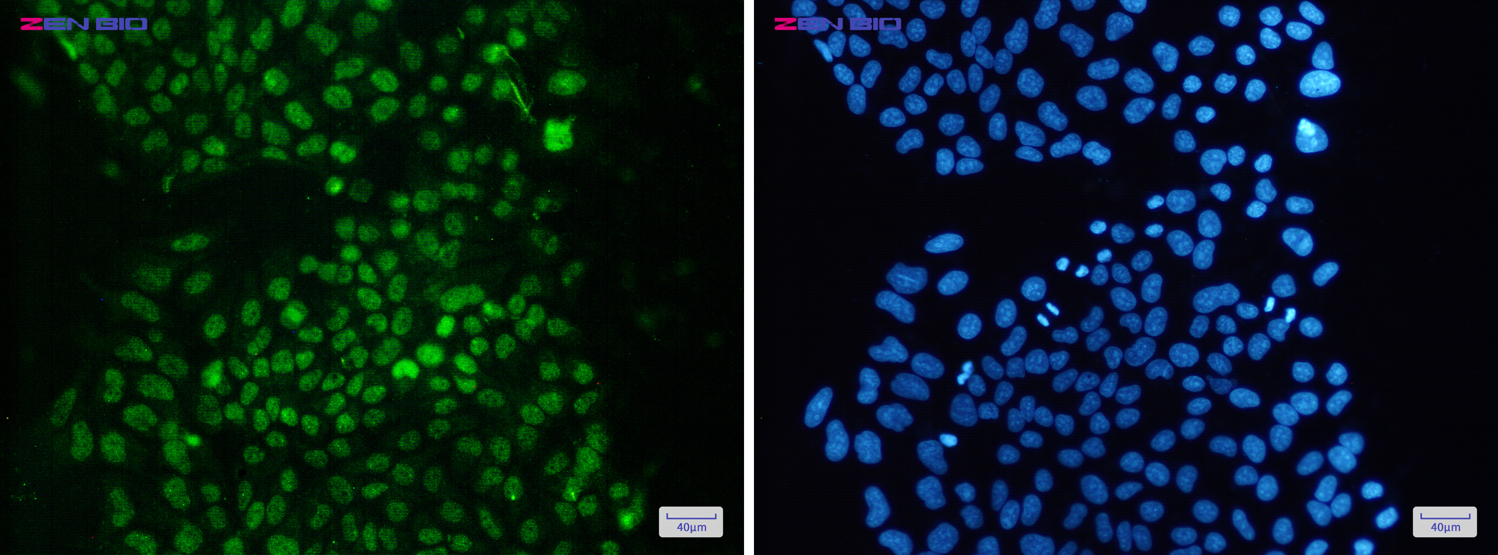 Immunocytochemistry of KDM1/LSD1(green) in Hela cells using KDM1/LSD1 Rabbit pAb at dilution 1/50, and DAPI(blue)