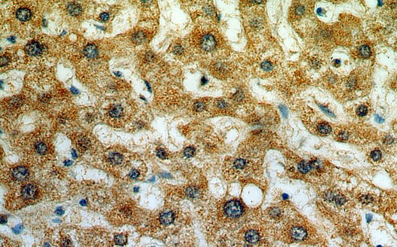 Immunohistochemical of paraffin-embedded human liver using Catalog No:113119(NEU4 antibody) at dilution of 1:50 (under 40x lens)
