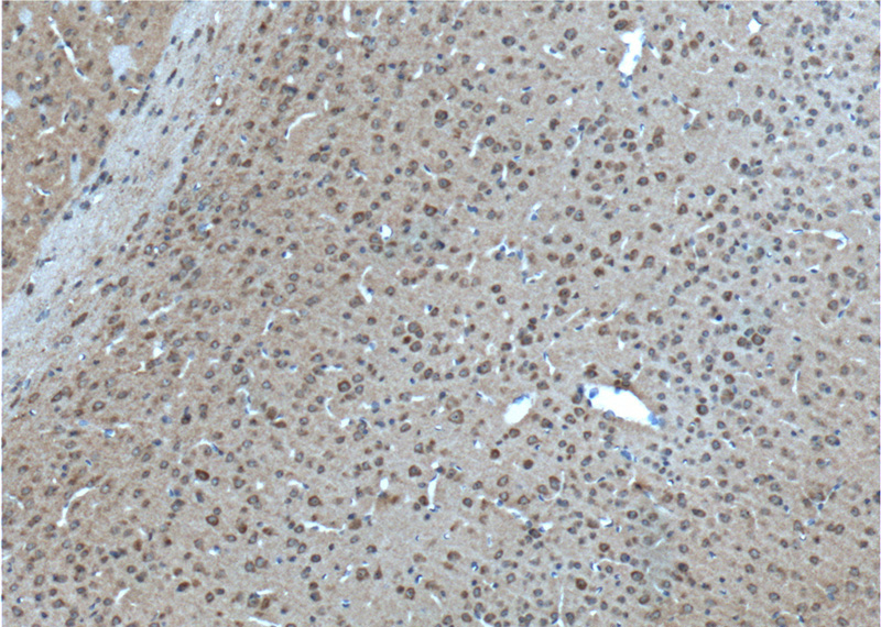 Immunohistochemistry of paraffin-embedded mouse brain tissue slide using Catalog No:111134(GPR75 Antibody) at dilution of 1:100 (under 10x lens). heat mediated antigen retrieved with Tris-EDTA buffer(pH9).