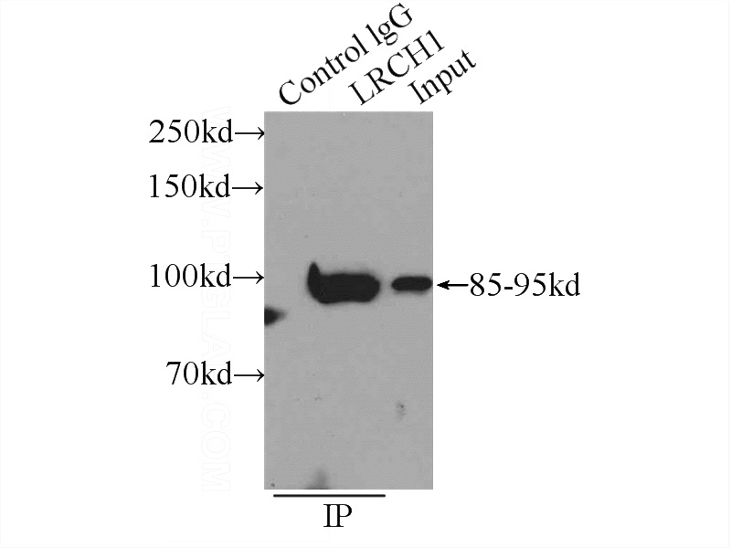 IP Result of anti-LRCH1 (IP:Catalog No:112314, 4ug; Detection:Catalog No:112314 1:300) with HeLa cells lysate 1600ug.