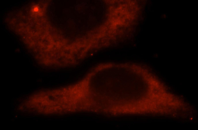 Immunofluorescent analysis of HepG2 cells, using BAG1 antibody Catalog No:108407 at 1:25 dilution and Rhodamine-labeled goat anti-rabbit IgG (red).