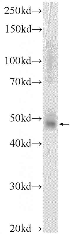 mouse thymus tissue were subjected to SDS PAGE followed by western blot with Catalog No:110880(GATA3 Antibody) at dilution of 1:600
