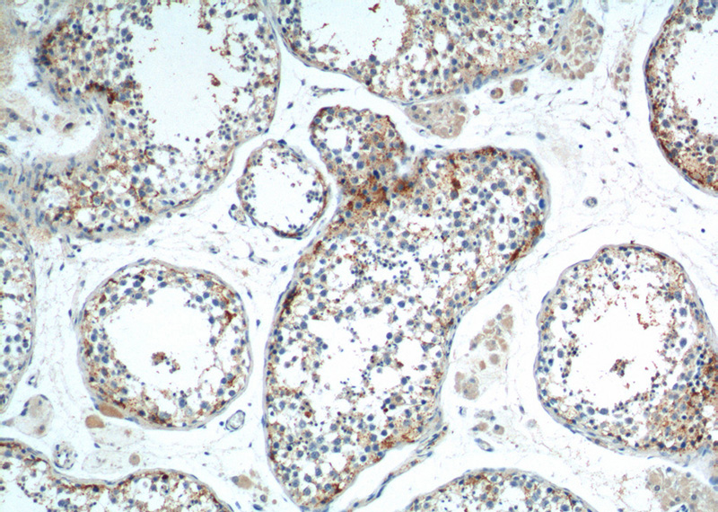 Immunohistochemistry of paraffin-embedded human testis tissue slide using Catalog No:115497(SOHLH1 Antibody) at dilution of 1:100 (under 10x lens).