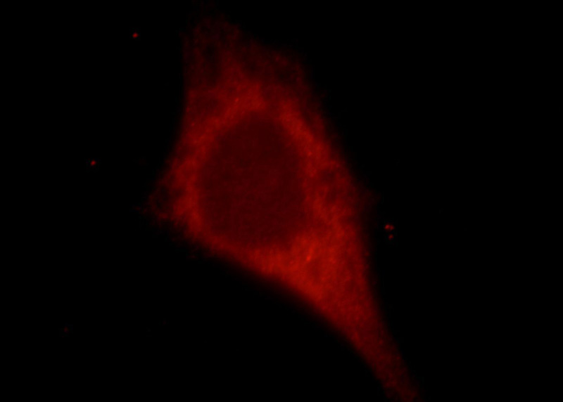 Immunofluorescent analysis of HepG2 cells, using KIAA0513 antibody Catalog No:111983 at 1:25 dilution and Rhodamine-labeled goat anti-rabbit IgG (red).
