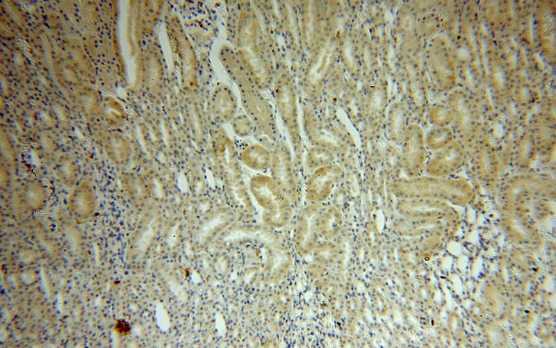 Immunohistochemical of paraffin-embedded human kidney using Catalog No:117247(BRUNOL6 antibody) at dilution of 1:50 (under 10x lens)