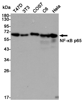 Western blot detection of NF-kB p65 in T47D,3T3,COS7,C6 and Hela cell lysates using NF-kB p65 mouse mAb (1:10000 diluted).Predicted band size:65kDa.Observed band size:65kDa.