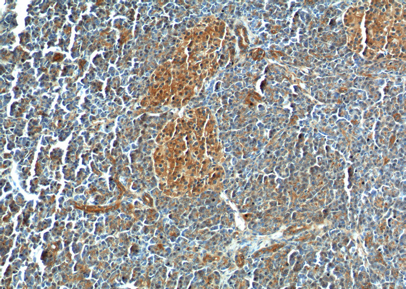 Immunohistochemistry of paraffin-embedded human pancreas tissue slide using Catalog No:110992(NESP55,GNAS Antibody) at dilution of 1:200 (under 10x lens)