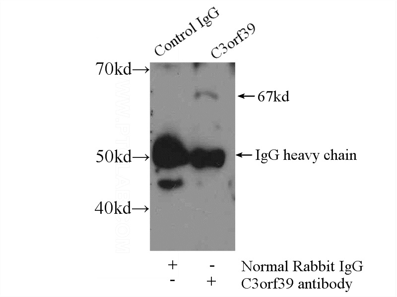 IP Result of anti-C3orf39 (IP:Catalog No:108725, 3ug; Detection:Catalog No:108725 1:400) with mouse skeletal muscle tissue lysate 2500ug.