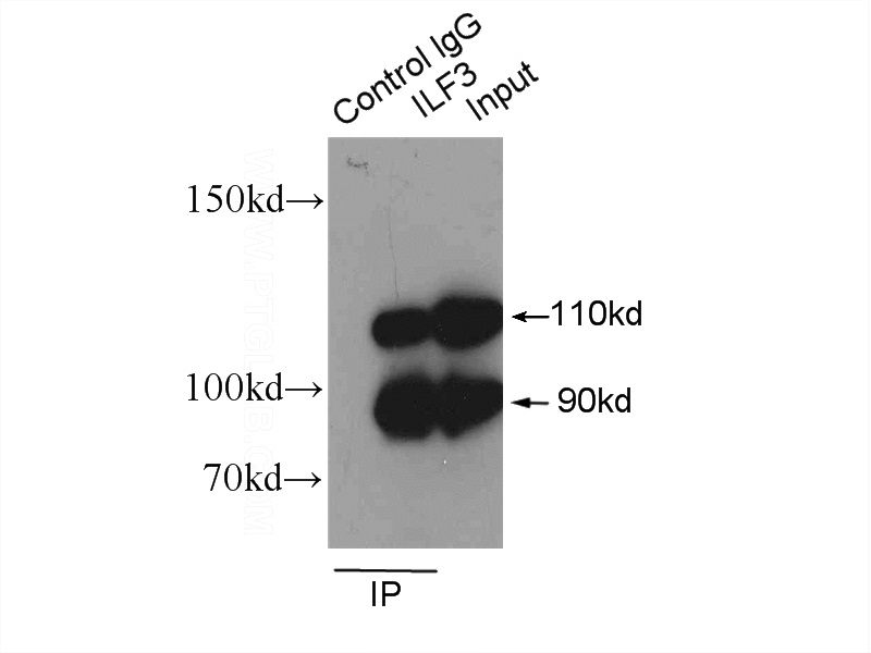 IP Result of anti-NF90,ILF3 (IP:Catalog No:111751, 3ug; Detection:Catalog No:111751 1:1000) with HeLa cells lysate 1600ug.