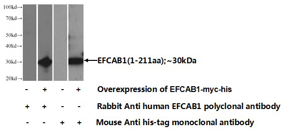 Transfected HEK-293 cells were subjected to SDS PAGE followed by western blot with Catalog No:110203(EFCAB1 Antibody) at dilution of 1:1000