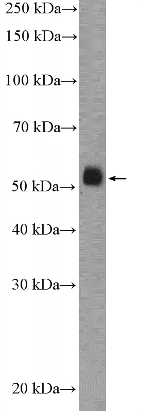 A549 cells were subjected to SDS PAGE followed by western blot with Catalog No:110663(FICD Antibody) at dilution of 1:600