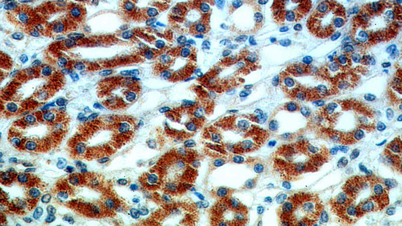 Immunohistochemical of paraffin-embedded human kidney using Catalog No:114284(PRUNE2 antibody) at dilution of 1:50 (under 40x lens)
