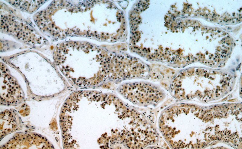 Immunohistochemical of paraffin-embedded human testis using Catalog No:115958(TEX13A antibody) at dilution of 1:100 (under 10x lens)