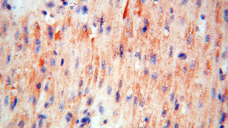 Immunohistochemical of paraffin-embedded human heart using Catalog No:109104(CDC37L1 antibody) at dilution of 1:50 (under 40x lens)