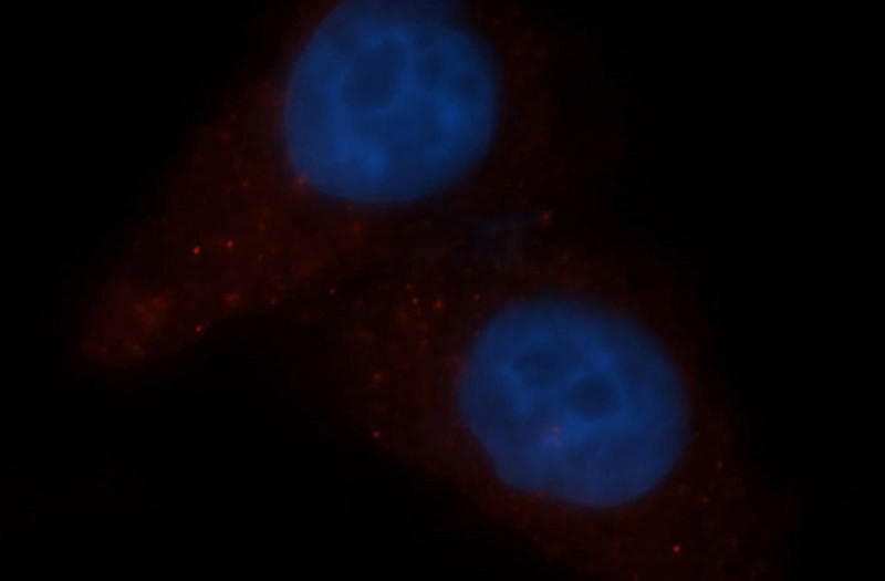 Immunofluorescent analysis of HepG2 cells, using CUL4A antibody Catalog No: at 1:50 dilution and Rhodamine-labeled goat anti-rabbit IgG (red). Blue pseudocolor = DAPI (fluorescent DNA dye).