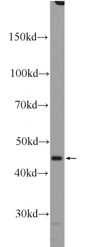 HepG2 cells were subjected to SDS PAGE followed by western blot with Catalog No:114946(RXRA Antibody) at dilution of 1:300