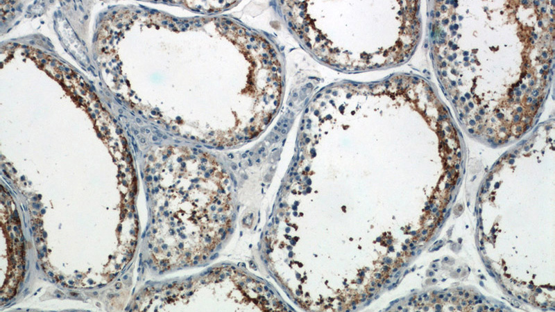 Immunohistochemistry of paraffin-embedded human testis slide using Catalog No:116660(Ubiquilin 3 Antibody) at dilution of 1:50