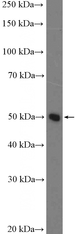 HepG2 cells were subjected to SDS PAGE followed by western blot with Catalog No:113491(PAH Antibody) at dilution of 1:600