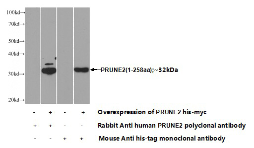 Transfected HEK-293 cells were subjected to SDS PAGE followed by western blot with Catalog No:114284(PRUNE2 Antibody) at dilution of 1:1000