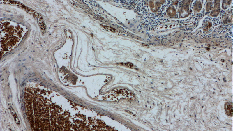 Immunohistochemistry of paraffin-embedded human stomach tissue slide using Catalog No:111982(KIAA0494 Antibody) at dilution of 1:50 (under 10x lens)