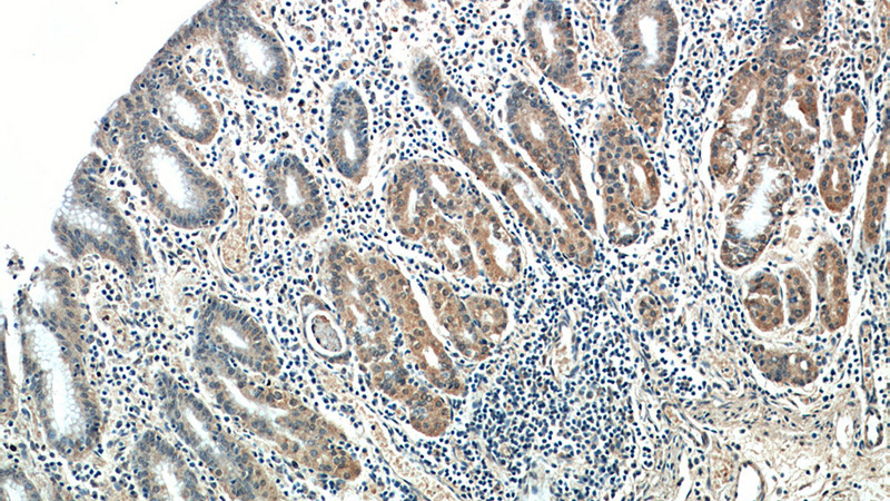 Immunohistochemical of paraffin-embedded human stomach using Catalog No:110456(FAM101A antibody) at dilution of 1:50 (under 10x lens)