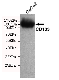 Western blot detection of CD133 in CaCo2 cell lysate using CD133 mouse mAb (1:3000 diluted).Predicted band size:133KDa.Observed band size:133KDa