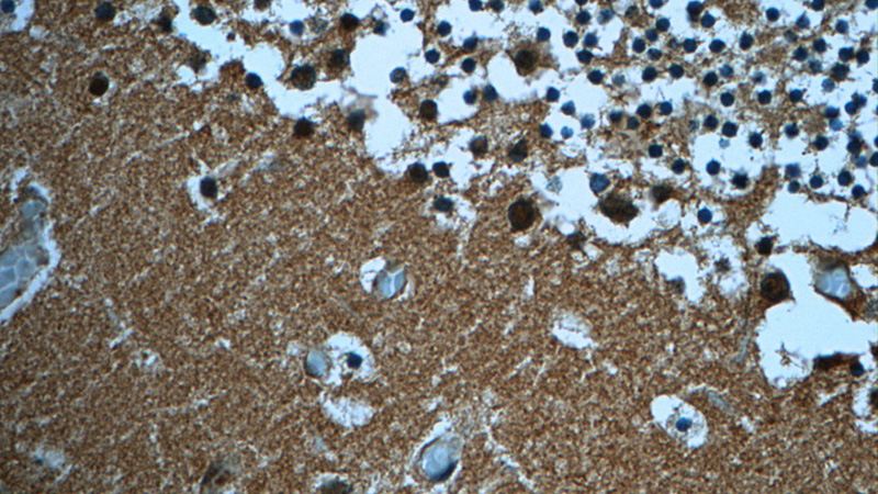 Immunohistochemistry of paraffin-embedded human cerebellum tissue slide using Catalog No:112794(MTPN Antibody) at dilution of 1:50 (under 40x lens)