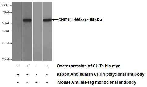 Transfected HEK-293 cells were subjected to SDS PAGE followed by western blot with Catalog No:109227(CHIT1 Antibody) at dilution of 1:1000