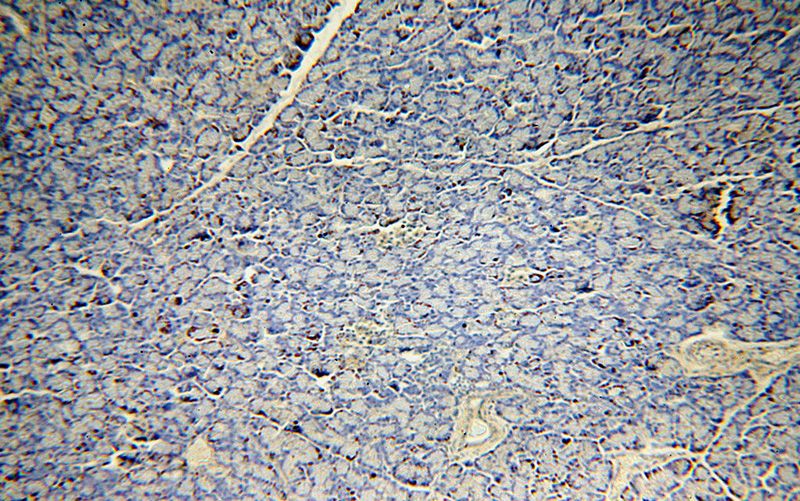 Immunohistochemical of paraffin-embedded human pancreas using Catalog No:115155(SFT2D3 antibody) at dilution of 1:50 (under 10x lens)