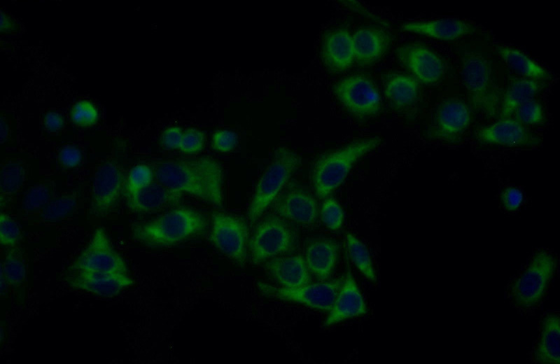 Immunofluorescent analysis of PC-3 cells using Catalog No:112500(MAX Antibody) at dilution of 1:25 and Alexa Fluor 488-congugated AffiniPure Goat Anti-Rabbit IgG(H+L)