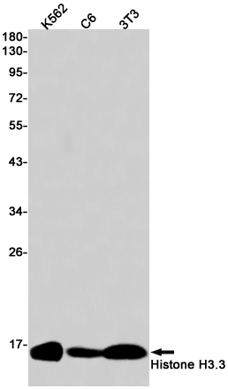 Western blot detection of Histone H3.3 in K562,C6,3T3 cell lysates using Histone H3.3 Rabbit pAb(1:1000 diluted).Predicted band size:15kDa.Observed band size:15kDa.