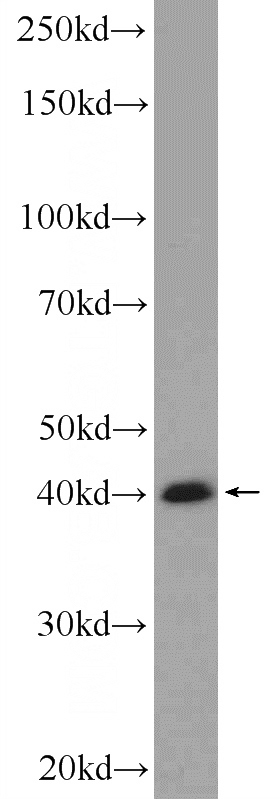 HeLa cells were subjected to SDS PAGE followed by western blot with Catalog No:116580(USF1 Antibody) at dilution of 1:600