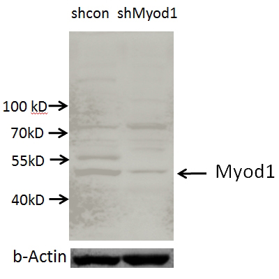 C2C12 cells (shcontrol and shRNA of MYOD1) were subjected to SDS PAGE followed by western blot with Catalog No:112990(MYOD1 Antibody) at dilution of 1:2000. (Data provided by Angran Biotech (www.miRNAlab.com)).