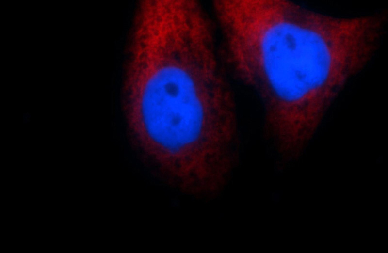 Immunofluorescent analysis of HepG2 cells, using MAGEB4 antibody Catalog No:112386 at 1:25 dilution and Rhodamine-labeled goat anti-rabbit IgG (red). Blue pseudocolor = DAPI (fluorescent DNA dye).