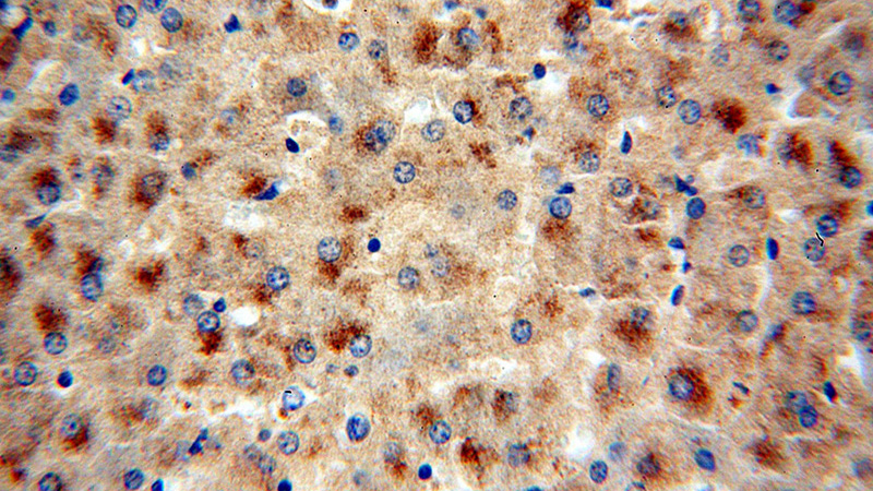 Immunohistochemical of paraffin-embedded human liver using Catalog No:110624(fetuin-B antibody) at dilution of 1:50 (under 40x lens)