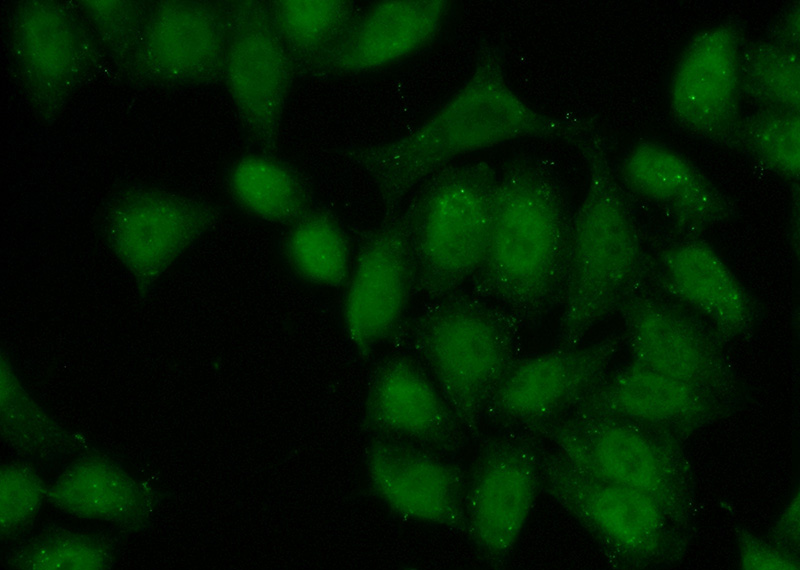 Immunofluorescent analysis of (10% Formaldehyde) fixed HeLa cells using Catalog No:116425(TSC22D4 Antibody) at dilution of 1:50 and Alexa Fluor 488-congugated AffiniPure Goat Anti-Rabbit IgG(H+L)