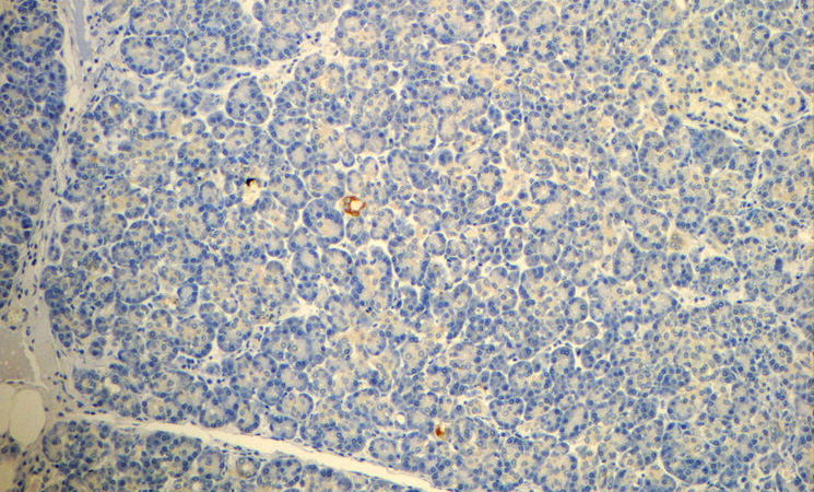Immunohistochemistry of paraffin-embedded human pancreas slide using Catalog No:116179(TMEM231 Antibody) at dilution of 1:50. (under 10x lens)