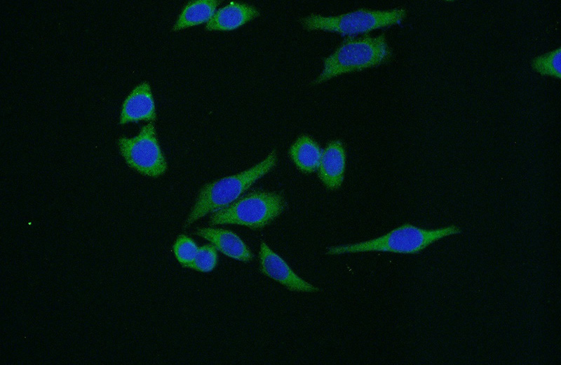 Immunofluorescent analysis of (-20oc Ethanol) fixed HeLa cells using Catalog No:117073(AURKA Antibody) at dilution of 1:50 and Alexa Fluor 488-congugated AffiniPure Goat Anti-Rabbit IgG(H+L)
