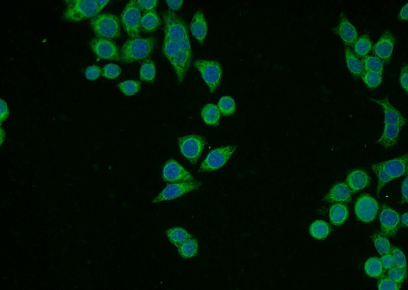 Immunofluorescent analysis of BxPC-3 cells using Catalog No:114811(RPL11 Antibody) at dilution of 1:25 and Alexa Fluor 488-congugated AffiniPure Goat Anti-Rabbit IgG(H+L)