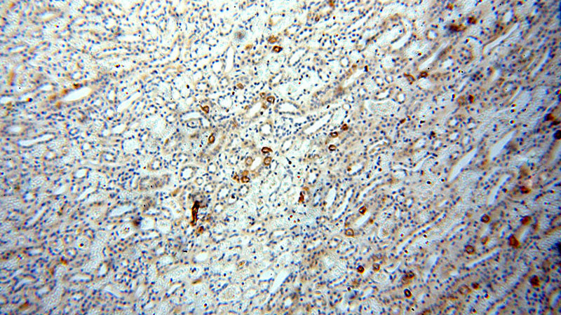 Immunohistochemical of paraffin-embedded human kidney using Catalog No:115939(TEKT4 antibody) at dilution of 1:100 (under 10x lens)