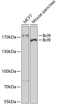 Western blot - Bcl9 Polyclonal Antibody 