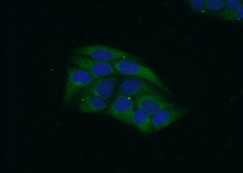 Immunofluorescent analysis of (-20oc Ethanol) fixed HepG2 cells using Catalog No:108911(CALU Antibody) at dilution of 1:50 and Alexa Fluor 488-congugated AffiniPure Goat Anti-Rabbit IgG(H+L)